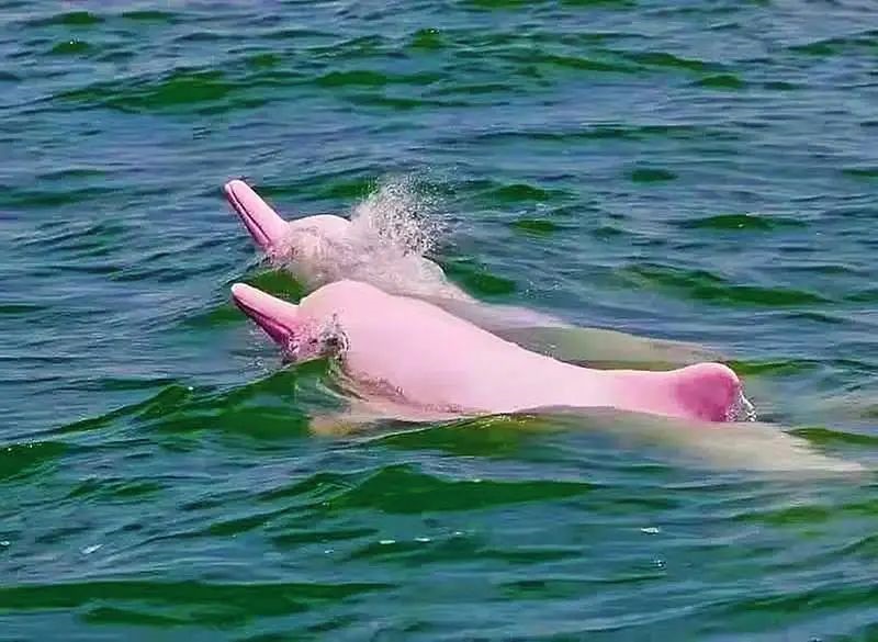 海豚